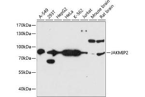 Western blot analysis of extracts of various cell lines, using J antibody  at 1:3000 dilution. (JAKMIP2 抗体  (AA 561-810))