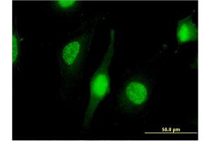 Immunofluorescence (IF) image for anti-Nuclear RNA Export Factor 3 (NXF3) (AA 1-531) antibody (ABIN527836)