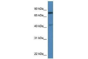 Western Blot showing Usp10 antibody used at a concentration of 1. (USP10 抗体  (C-Term))