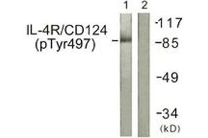 Western blot analysis of extracts from 293 cells, using IL-4R/CD124 (Phospho-Tyr497) Antibody. (IL4 Receptor 抗体  (pTyr497))