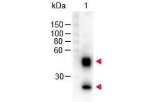 Western Blot of Peroxidase conjugated Sheep anti-Mouse IgG antibody. (绵羊 anti-小鼠 IgG (Heavy & Light Chain) Antibody (HRP) - Preadsorbed)