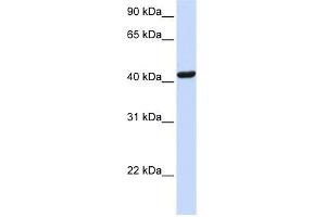 SKAP1 antibody used at 1 ug/ml to detect target protein. (SKAP1 抗体  (N-Term))