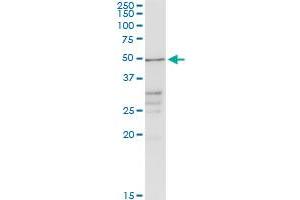 CHRDL2 MaxPab rabbit polyclonal antibody. (CHRDL2 抗体  (AA 1-451))