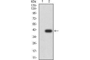 Western blot analysis using FOXM1 mAb against HEK293 (1) and FOXM1 (AA: 649-748)-hIgGFc transfected HEK293 (2) cell lysate. (FOXM1 抗体  (AA 649-748))