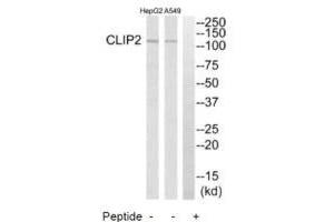 Western blot analysis of extracts from HepG2 cells and A549 cells, using CLIP2 antibody. (CLIP2 抗体  (C-Term))
