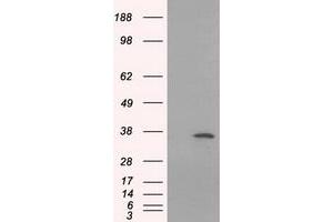 HEK293T cells were transfected with the pCMV6-ENTRY control (Left lane) or pCMV6-ENTRY SRR (Right lane) cDNA for 48 hrs and lysed. (SRR 抗体)