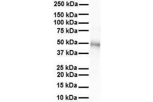 WB Suggested Anti-GJC2 antibody Titration: 1 ug/mL Sample Type: Human heart (GJC2 抗体  (Middle Region))