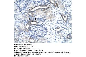 Human kidney (EVX1 抗体  (N-Term))