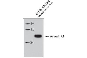 Western Blotting (WB) image for anti-Annexin A9 (ANXA9) antibody (ABIN2703595) (Annexin A9 抗体)
