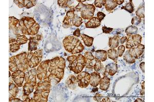 Immunoperoxidase of monoclonal antibody to LLGL2 on formalin-fixed paraffin-embedded human salivary gland. (LLGL2 抗体  (AA 101-199))