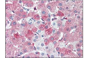 Human Liver (formalin-fixed, paraffin-embedded) stained with SIL1at 5 µg/ml followed by biotinylated anti-goat IgG secondary antibody, alkaline phosphatase-streptavidin and chromogen. (SIL1 抗体  (C-Term))
