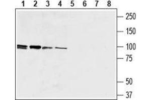 Western Blotting (WB) image for anti-Egf-Like Module Containing, Mucin-Like, Hormone Receptor-Like 1 (EMR1) (AA 58-72), (Extracellular) antibody (ABIN7043117)