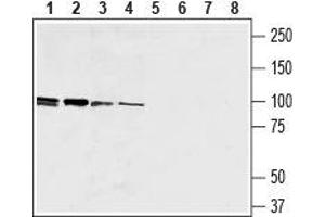 Western blot analysis of human promyelocytic leukemia (HL-60) (lanes 1 and 5), human Burkitt's lymphoma (Raji) B (lanes 2 and 6), mouse macrophage J774 (lanes 3 and 7) and rat basophilic leukemia (RBL) (lanes 4 and 8) cell lysates: - 1-4.