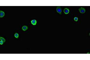 Immunofluorescent analysis of HepG2 cells using ABIN7162471 at dilution of 1:100 and Alexa Fluor 488-congugated AffiniPure Goat Anti-Rabbit IgG(H+L) (PAN2 抗体  (AA 628-908))