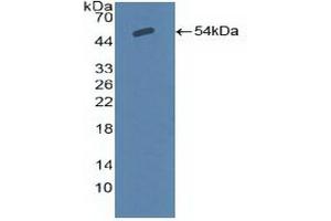 Western Blotting (WB) image for anti-Sodium Channel, Nonvoltage-Gated 1 alpha (SCNN1A) (AA 112-543) antibody (ABIN7435487)