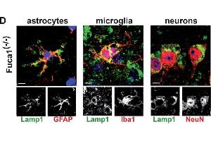 Immunofluorescence (Cultured Cells) (IF (cc)) image for anti-Ionized Calcium-binding Adapter Molecule 1 (IBA1) (C-Term) antibody (ABIN2857032)