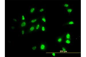 Immunofluorescence (IF) image for anti-E3 ubiquitin-protein ligase RAD18 (RAD18) (AA 332-430) antibody (ABIN566046)