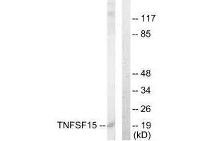 Western blot analysis of extracts from COLO205 cells, using TNFSF15 antibody.