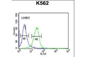 CLDN15 Antibody (Center) (ABIN653788 and ABIN2843073) flow cytometric analysis of K562 cells (right histogram) compared to a negative control cell (left histogram). (Claudin 15 抗体  (AA 128-157))