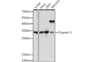 Western blot analysis of extracts of various cell lines using Caspase-3 Polyclonal Antibody at dilution of 1:1000. (Caspase 3 抗体)