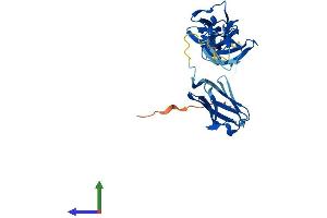 AlphaFold protein structure predicition of Human Recombinant MYBPHL Protein, UniprotID A2RUH7