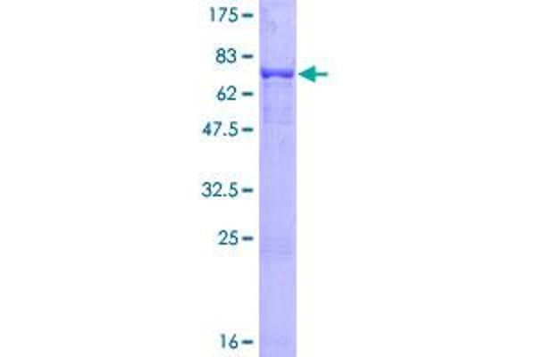 PHF10 Protein (AA 1-410) (GST tag)