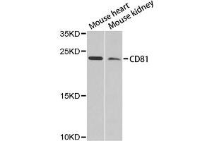 Western blot analysis of extracts of various cell lines, using CD81 antibody (ABIN4903204) at 1:1000 dilution. (CD81 抗体)