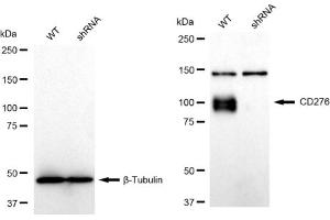 Western blotting analysis using CD276 antibody (ABIN7797963).