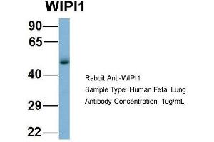 Host: Rabbit  Target Name: WIPI1  Sample Tissue: Human Fetal Lung  Antibody Dilution: 1. (WIPI1 抗体  (Middle Region))