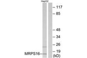 Western blot analysis of extracts from HepG2 cells, using MRPS16 Antibody. (MRPS16 抗体  (AA 81-130))