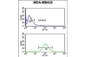 NARFL Antibody (Center) (ABIN653781 and ABIN2843068) flow cytometric analysis of MDA-M cells (bottom histogram) compared to a negative control cell (top histogram). (NARFL 抗体  (AA 240-269))