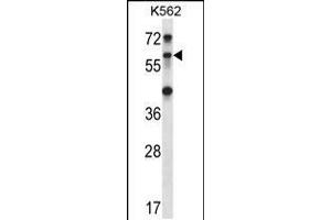 Western blot analysis in K562 cell line lysates (35ug/lane). (TRIM27 抗体  (C-Term))