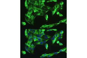 Immunofluorescence analysis of U2OS cells using BMP2 antibody. (BMP2 抗体  (AA 283-396))