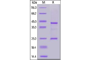 Biotinylated Human CD20 Full Length, His,Avitag on  under reducing (R) condition.
