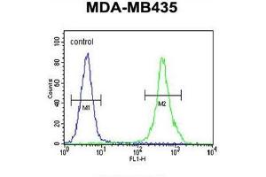ZEB2 Antibody (C-term) flow cytometric analysis of MDA-MB435 cells (right histogram) compared to a negative control cell (left histogram). (ZEB2 抗体  (C-Term))