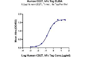 Immobilized Human CD27L Trimer at 2 μg/mL (100 μL/Well) on the plate. (CD27 Protein (Fc Tag))