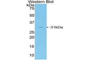 Western blot analysis of recombinant Mouse TALDO1. (TALDO1 抗体  (AA 35-285))