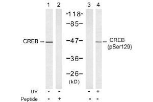 Image no. 2 for anti-cAMP Responsive Element Binding Protein 1 (CREB1) (Ser129) antibody (ABIN197535) (CREB1 抗体  (Ser129))