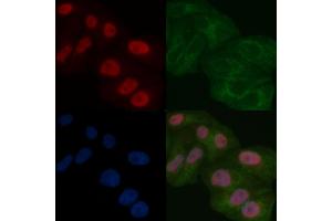 SAP62 Mouse Monoclonal Antibody staining Hela cells by IF/ICC. (SF3A2 抗体)