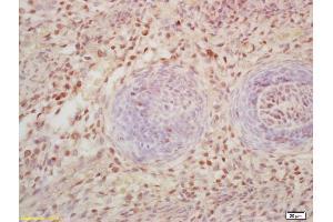 Formalin-fixed and paraffin embedded mouse embryo labeled with Rabbit Anti FOXD3 Polyclonal Antibody, Unconjugated (ABIN1387475) at 1:200 followed by conjugation to the secondary antibody and DAB staining (FOXD3 抗体  (AA 151-230))