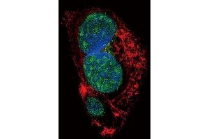Confocal immunofluorescent analysis of SLUG Antibody (Center) (ABIN6242822 and ABIN6577392) with HepG2 cell followed by Alexa Fluor 488-conjugated goat anti-rabbit lgG (green). (SLUG 抗体  (AA 98-129))