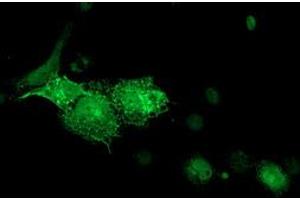 Anti-DTNA mouse monoclonal antibody (ABIN2454048) immunofluorescent staining of COS7 cells transiently transfected by pCMV6-ENTRY DTNA (RC223952). (DTNA 抗体)