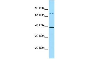 Host: Rabbit Target Name: GPR45 Sample Type: RPMI-8226 Whole Cell lysates Antibody Dilution: 1. (GPR45 抗体  (C-Term))