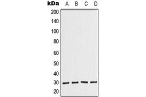 Western blot analysis of COPS7A expression in JAR (A), HeLa (B), Raw264. (COPS7A 抗体  (C-Term))