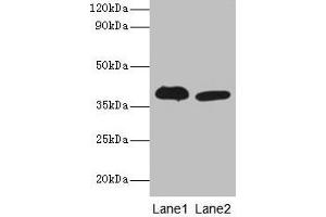 Western blot All lanes: Adh5 antibody at 2 μg/mL Lane 1: Mouse liver tissue Lane 2: Mouse kidney tissue Secondary Goat polyclonal to rabbit IgG at 1/10000 dilution Predicted band size: 40 kDa Observed band size: 40 kDa (ADH5 抗体  (AA 2-374))