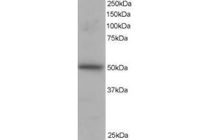 Western Blotting (WB) image for anti-Protein Kinase C and Casein Kinase Substrate in Neurons 3 (PACSIN3) (N-Term) antibody (ABIN2466062) (PACSIN3 抗体  (N-Term))