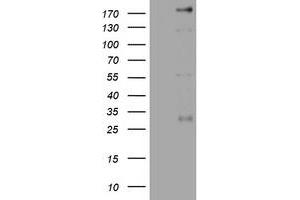 Image no. 5 for anti-Paternally Expressed 3 (PEG3) (AA 1-364) antibody (ABIN1490765) (PEG3 抗体  (AA 1-364))