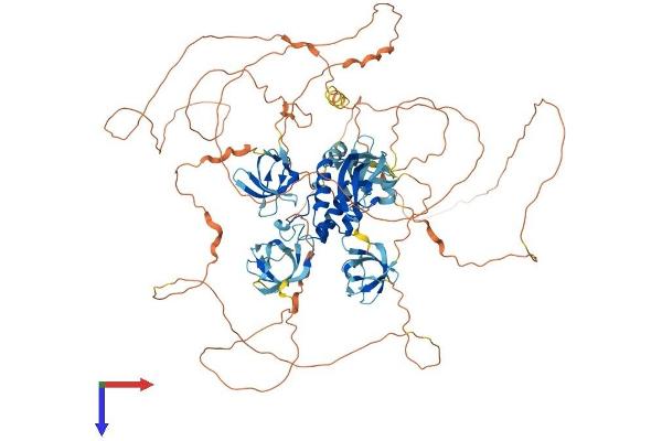 SH3PXD2B Protein (AA 1-908) (His tag)