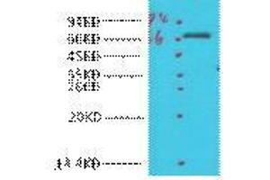 Western Blot (WB) analysis of HeLa, diluted at 1:1000. (COX1 抗体)