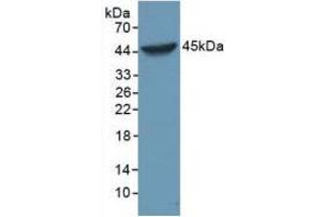 Western blot analysis of Human HeLa cells. (Caspase 1 抗体  (AA 120-297))